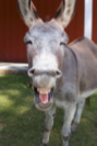 donkey